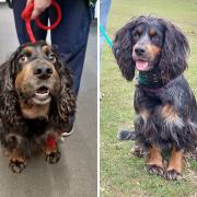 Cocker spaniel Bella underwent emergency treatment after being bitten by a snake