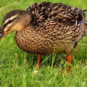 A letter writer has raised concerns for the ducks at Queens Park pond.