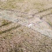 A deer mown down by suspected poachers in Christchurch.