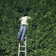 Can I make my neighbour cut their hedge in the UK?