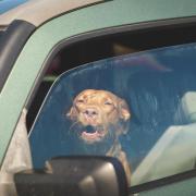 This is the advice the RSPCA give if you see a dog stuck in a hot car during a heatwave