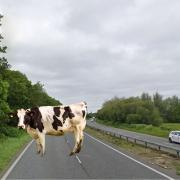 Moooo-ve over! Cow on busy dual carriageway causes chaos