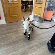 Ant the goat trotting around the care home.