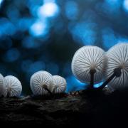 Porcelain Fungus