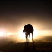 New Forest Pony in car headlights