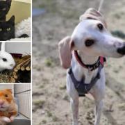 Can you give a home to one of these Dorset pets?