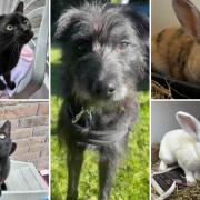 Could you give any of these Dorset pets a home?