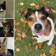 Can you give any of these pets a home in Dorset?