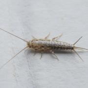 Silverfish do not bite, sting or carry any diseases. 