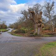 The 600-year-old King Oak in the New Forest has been spared the axe, despite being declared dead