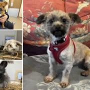 Could you give any of these Dorset pets a home?