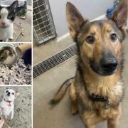 Could you give any of these Dorset pets a home?