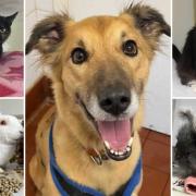 Can you give any of these Dorset pets a home?