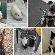 Can you give any of these Dorset pets a home?