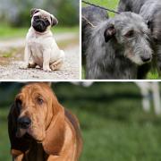 The team at Puppies.co.uk used the golden ratio and thousands of posts on Reddit and X to make the top 10 ugliest dog breed list.