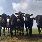 The battle against Bovine TB by Harry Chilcott, Thomas Hardye School