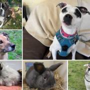 Can you give any of these Dorset RSPCA pets a home?