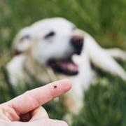 I'm a vet and this is how to protect your pets from tick bites this spring