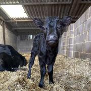 The new calf at Farmer Palmer's Farm Park