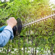 Have you had trouble with your neighbours over a hedge in your garden?