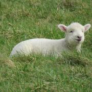 A spring lamb in Dorset (pic: Julia Rosser)