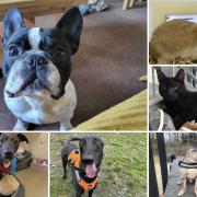 Can you give any of these Dorset RSPCA pets a home?