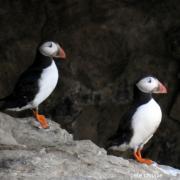 High ropes experts have installed cameras on the cliffs near the National Trust’s Dancing Ledge