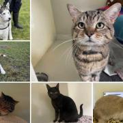 Can you give any of these Dorset RSPCA pets a home?