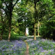 Thorncombe Wood