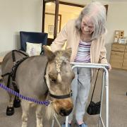 Kelloggs the mini horse visits Fairlawn care home residents