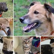 Can you give any of these Dorset RSPCA pets a home?