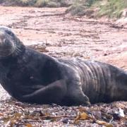 A seal on Kimmeridge beach in April