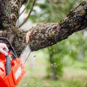 These are the rules if you want to cut overhanging branches from your neighbour's tree