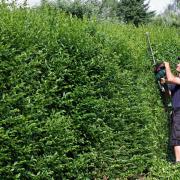 A boundary hedge is a hedge that separates you and your neighbour's gardens.