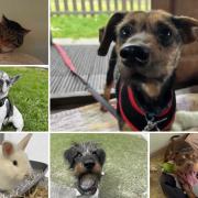 Can you give any of these Dorset RSPCA pets a home?