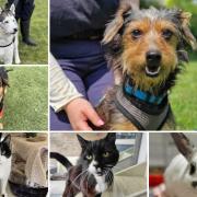 Can you give any of these Dorset RSPCA pets a home?