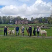 Carol and her husband Simon have made a alpaca walking business in Burley