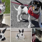 Can you give any of these Dorset RSPCA pets a home?