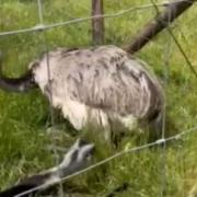 Video shows exciting moment that rhea lays its eggs