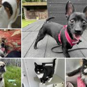 Can you help find these Dorset RSPCA pets a home?