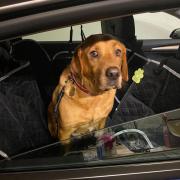 A dog charity is raising awareness after police were forced to remove a dog that was trapped in a car on the recorded hottest day of the year.