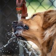 Owners are being urged to be vigilant for the signs of heatstroke, as temperatures pose a serious risk to our pets