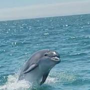 Rich Worthy was saling across the Bournemouth coastline when he was approached by a pod of dolphins.