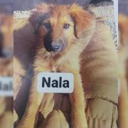 Have you seen Nala