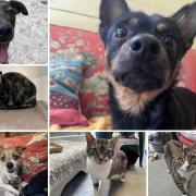 Can you help find these Dorset RSPCA pets a home?