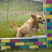 MGAR Country Dog Show