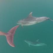 GoPro shot of the dolphins at Branksome