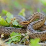 Discover the snake species you might find in your garden.