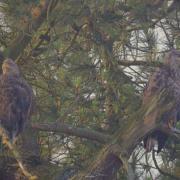 Pair of white tailed eagles