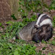 Badger